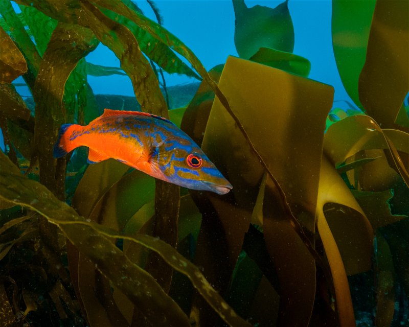 Divesite Image