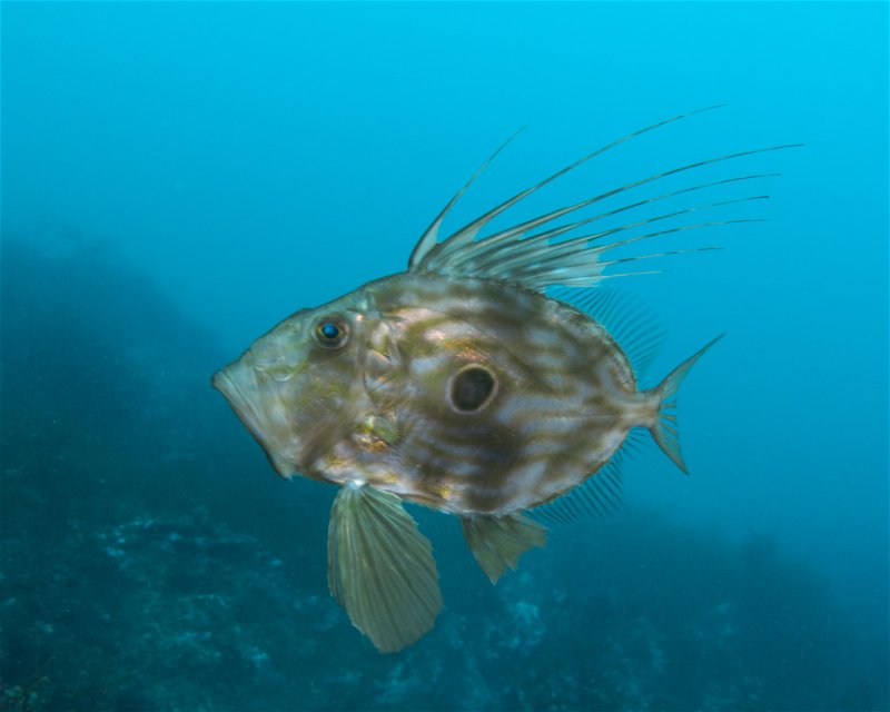 Divesite Image
