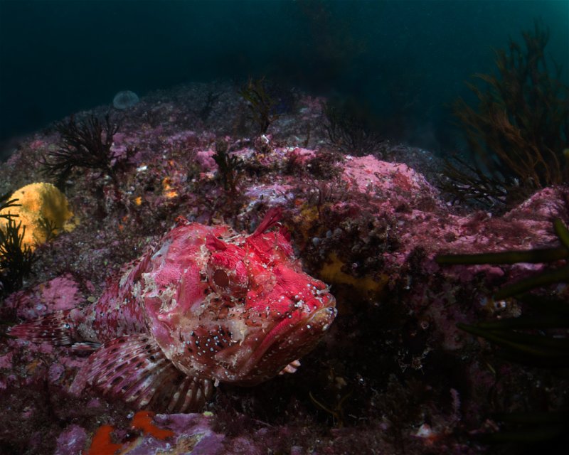 Divesite Image