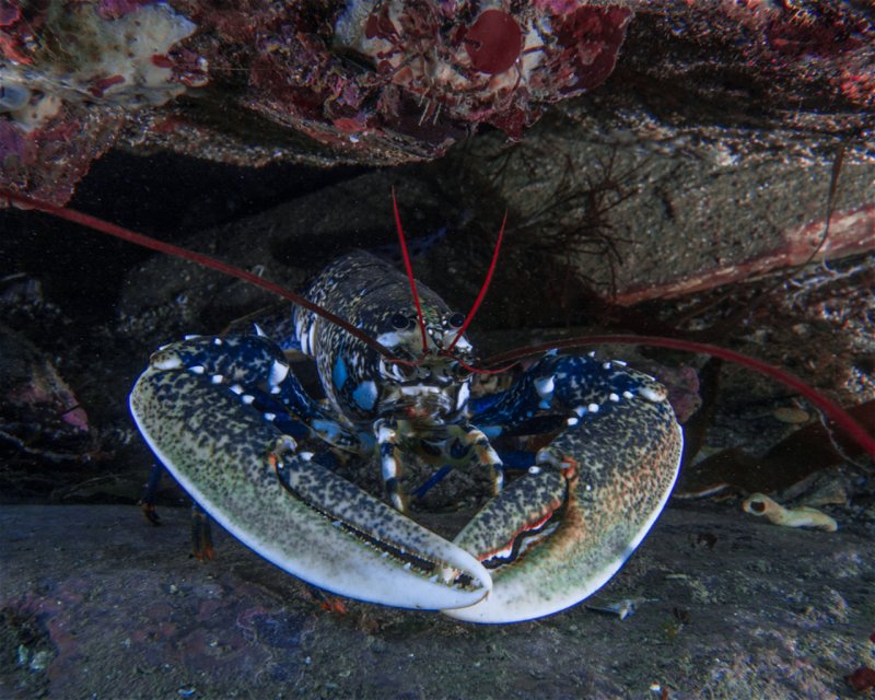 Divesite Image