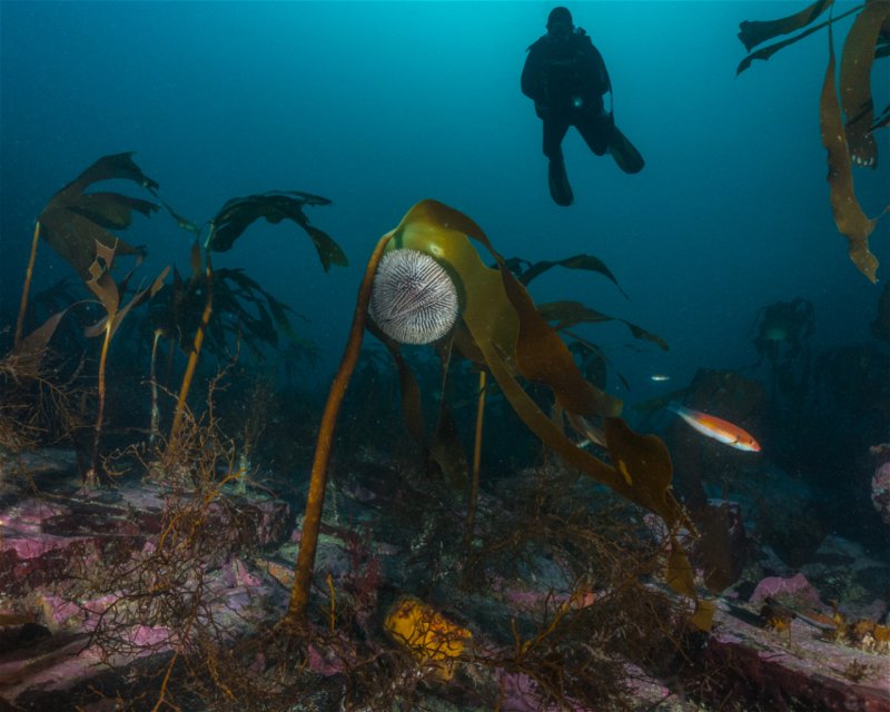 Divesite Image