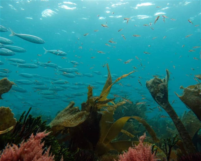 Divesite Image