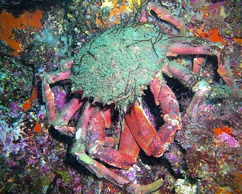 Divesite Image