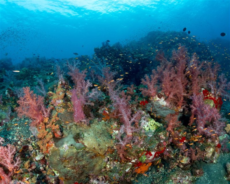 Divesite Image