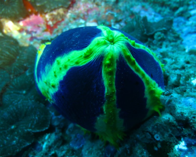 Divesite Image