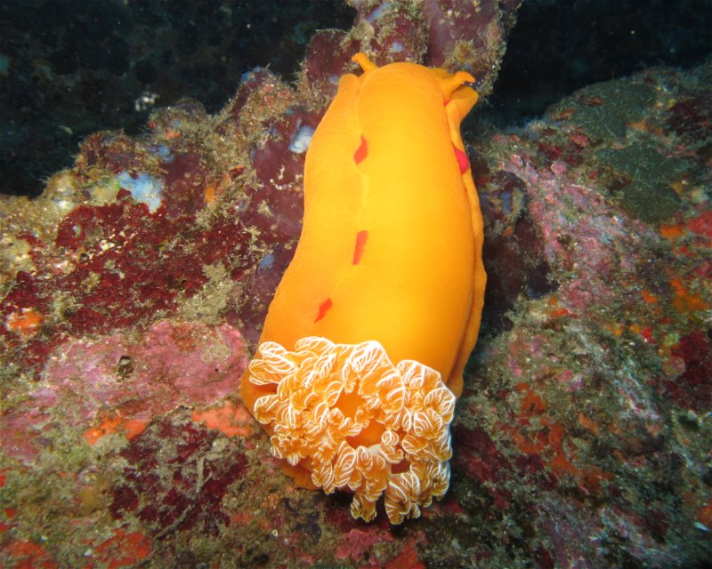 Divesite Image