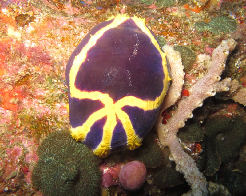 Divesite Image