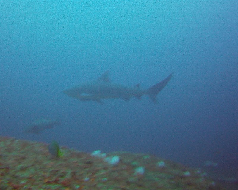 Divesite Image