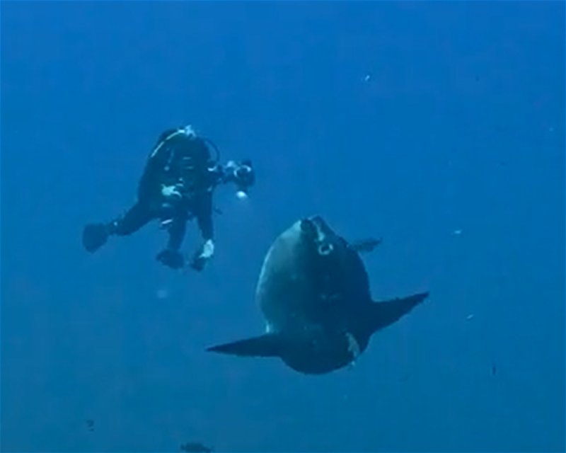 Divesite Image