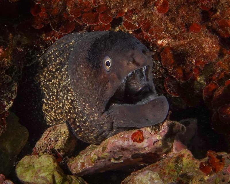 Divesite Image