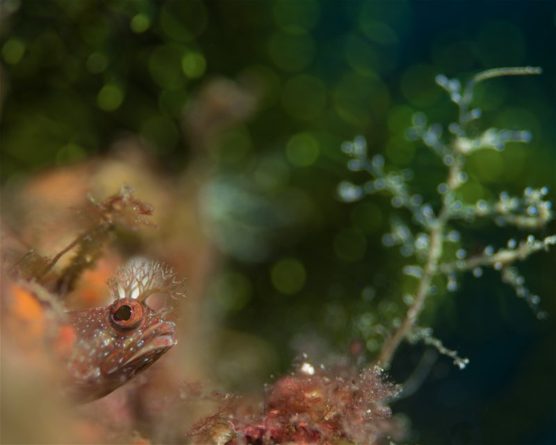 Divesite Image