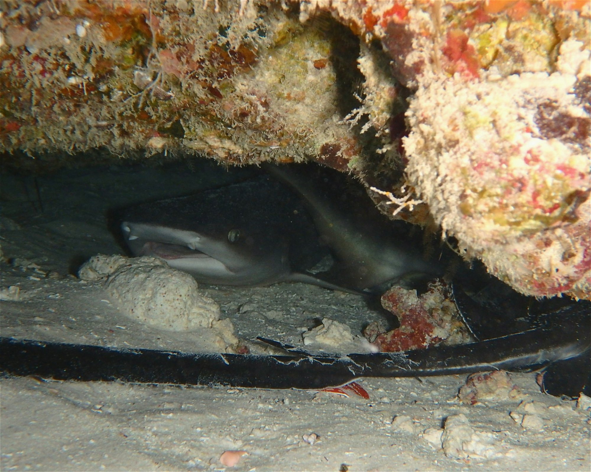 DivePoint Hudhuran Fushi, 20193 Male