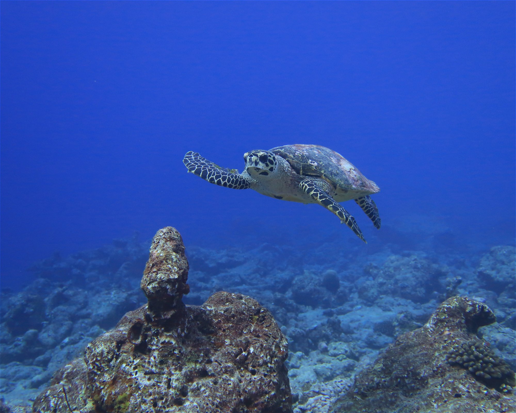 DivePoint Hudhuran Fushi, 20193 Male