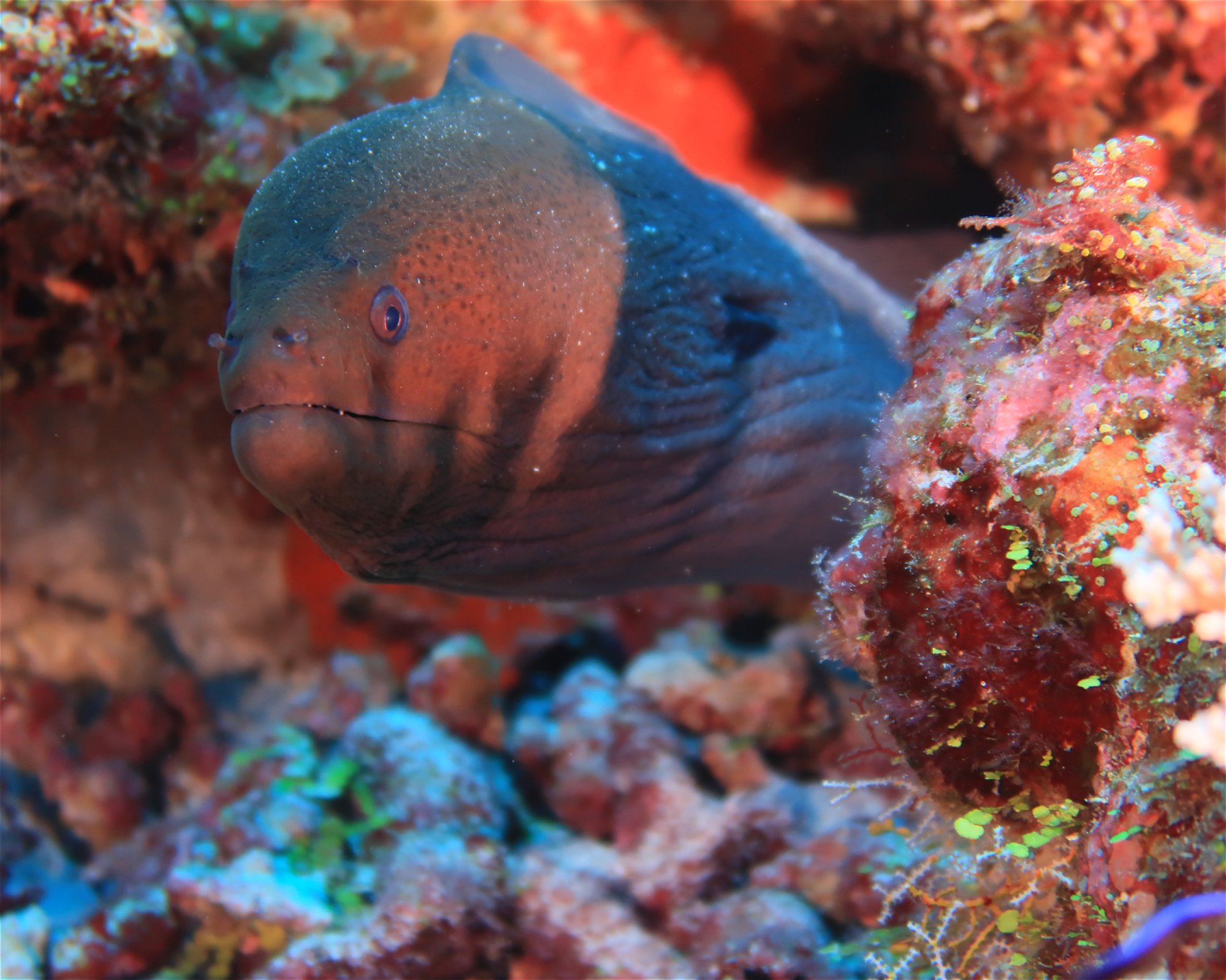 DivePoint Hudhuran Fushi, 20193 Male