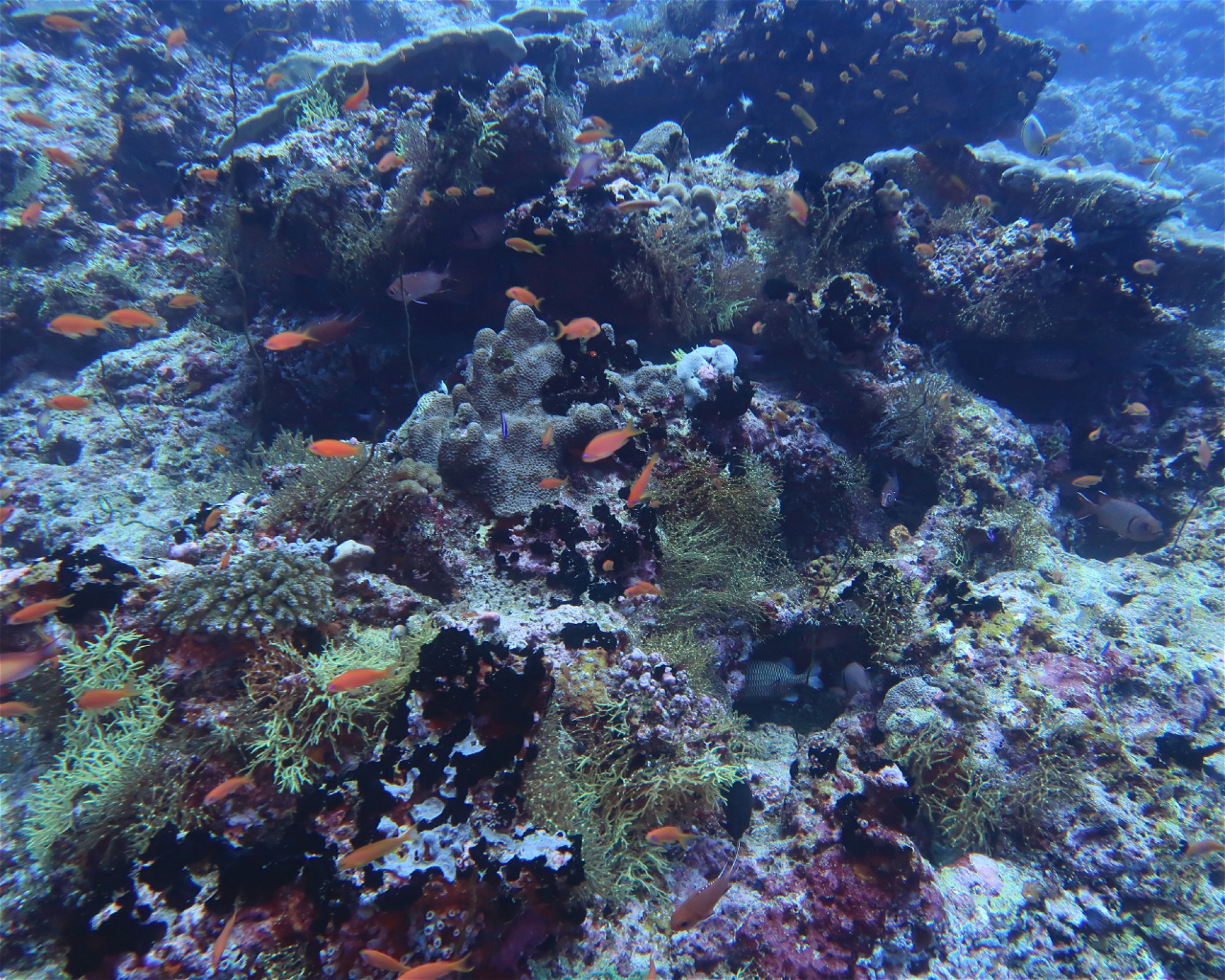DivePoint Hudhuran Fushi, 20193 Male