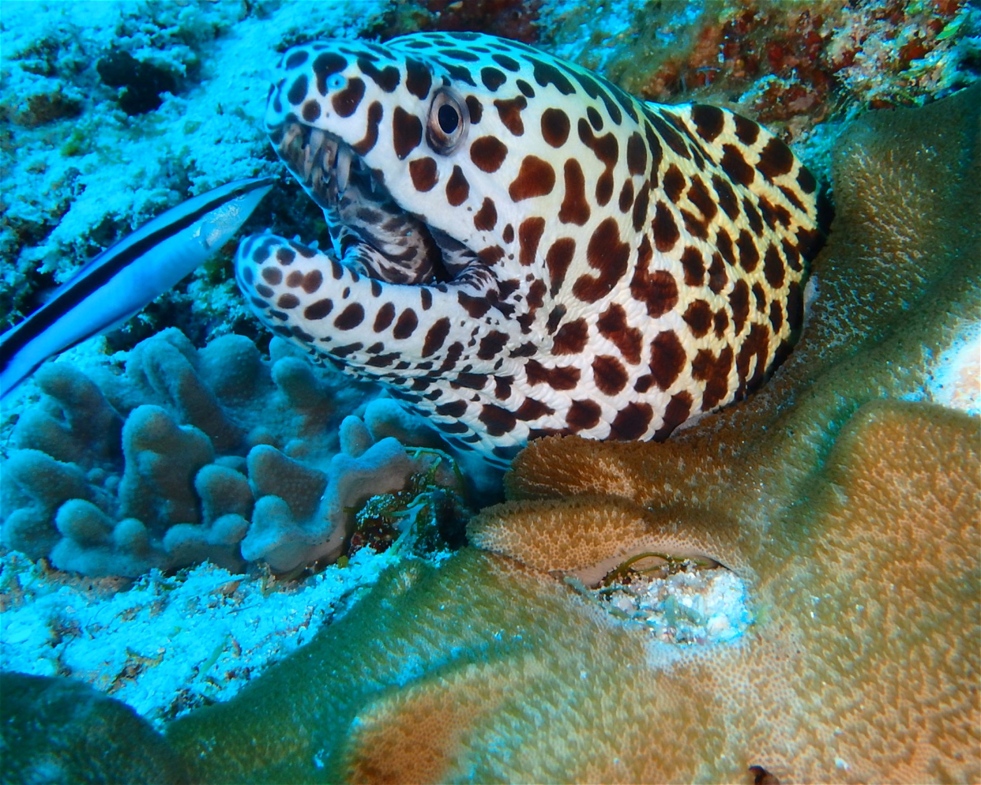 DivePoint Hudhuran Fushi, 20193 Male
