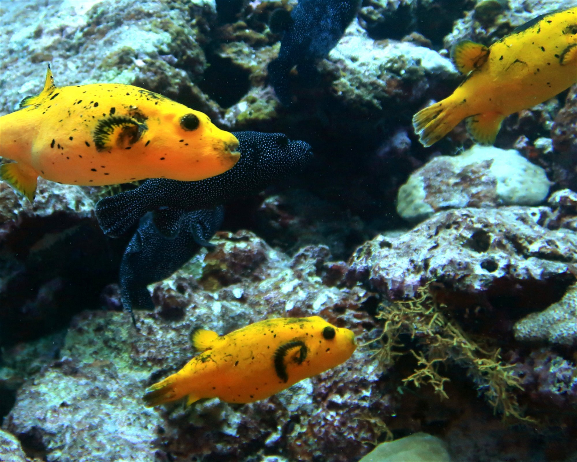 DivePoint Hudhuran Fushi, 20193 Male