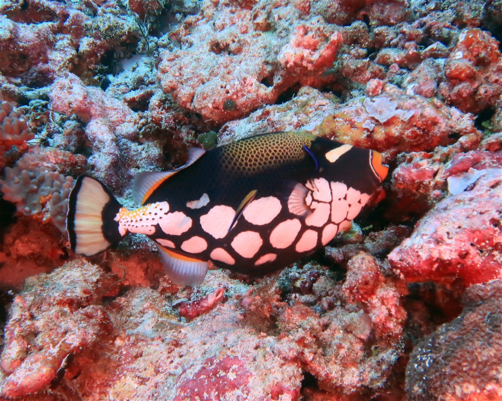 DivePoint Hudhuran Fushi, 20193 Male