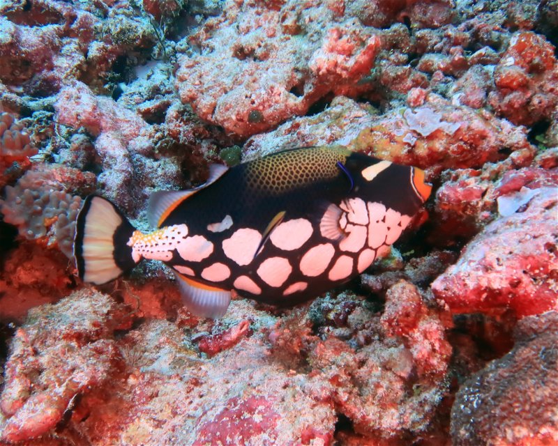 Divesite Image