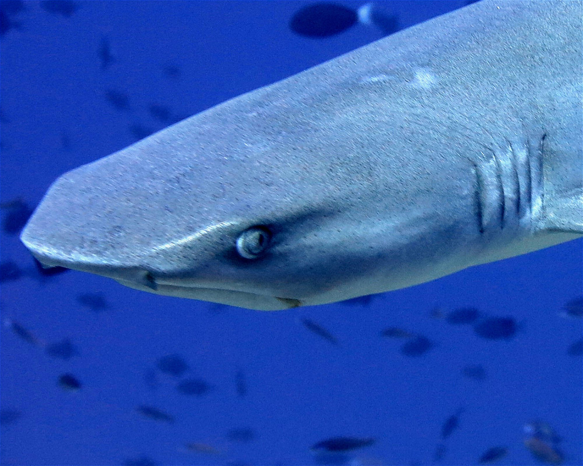 DivePoint Hudhuran Fushi, 20193 Male