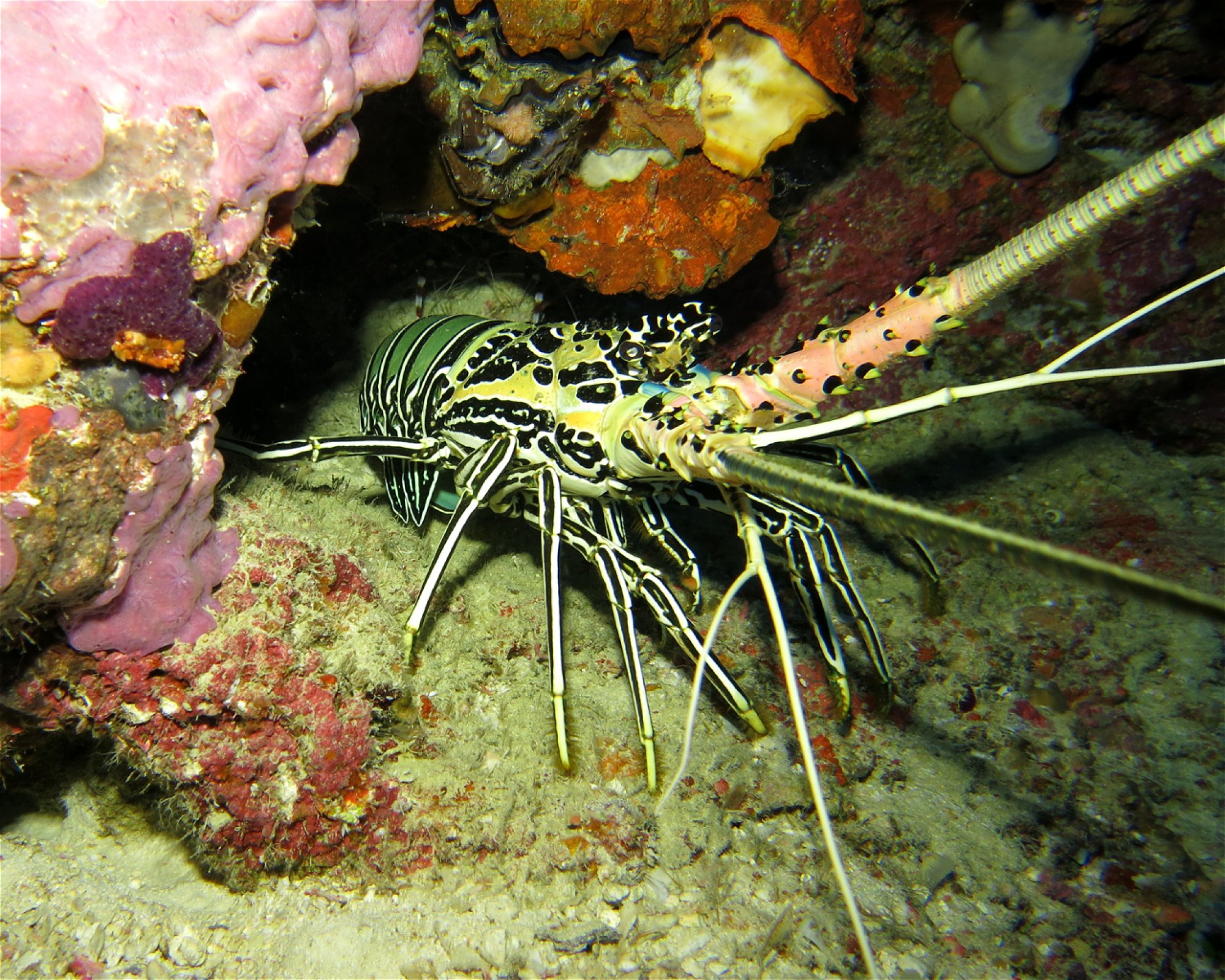DivePoint Hudhuran Fushi, 20193 Male