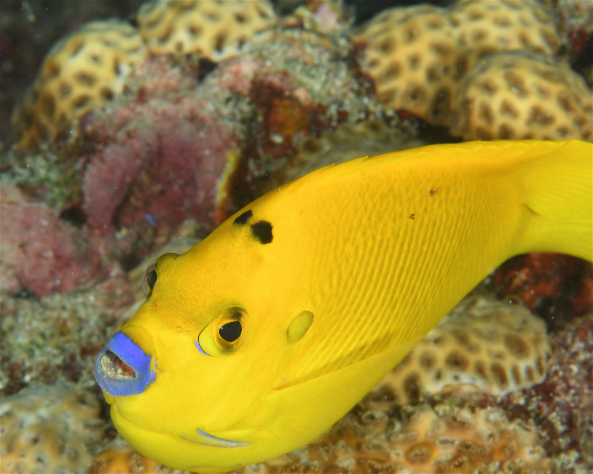 DivePoint Hudhuran Fushi, 20193 Male
