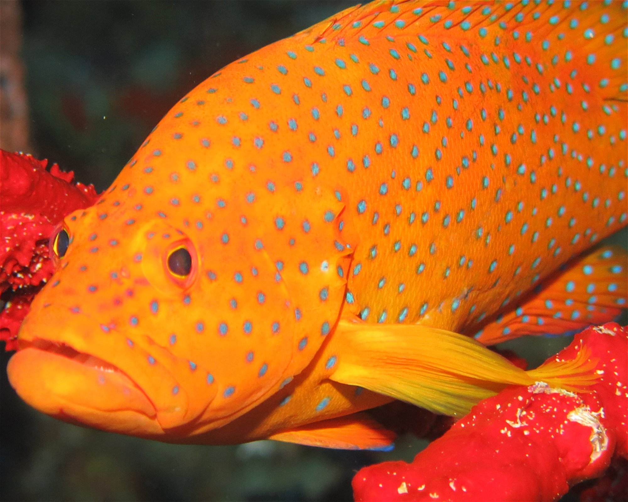 DivePoint Hudhuran Fushi, 20193 Male