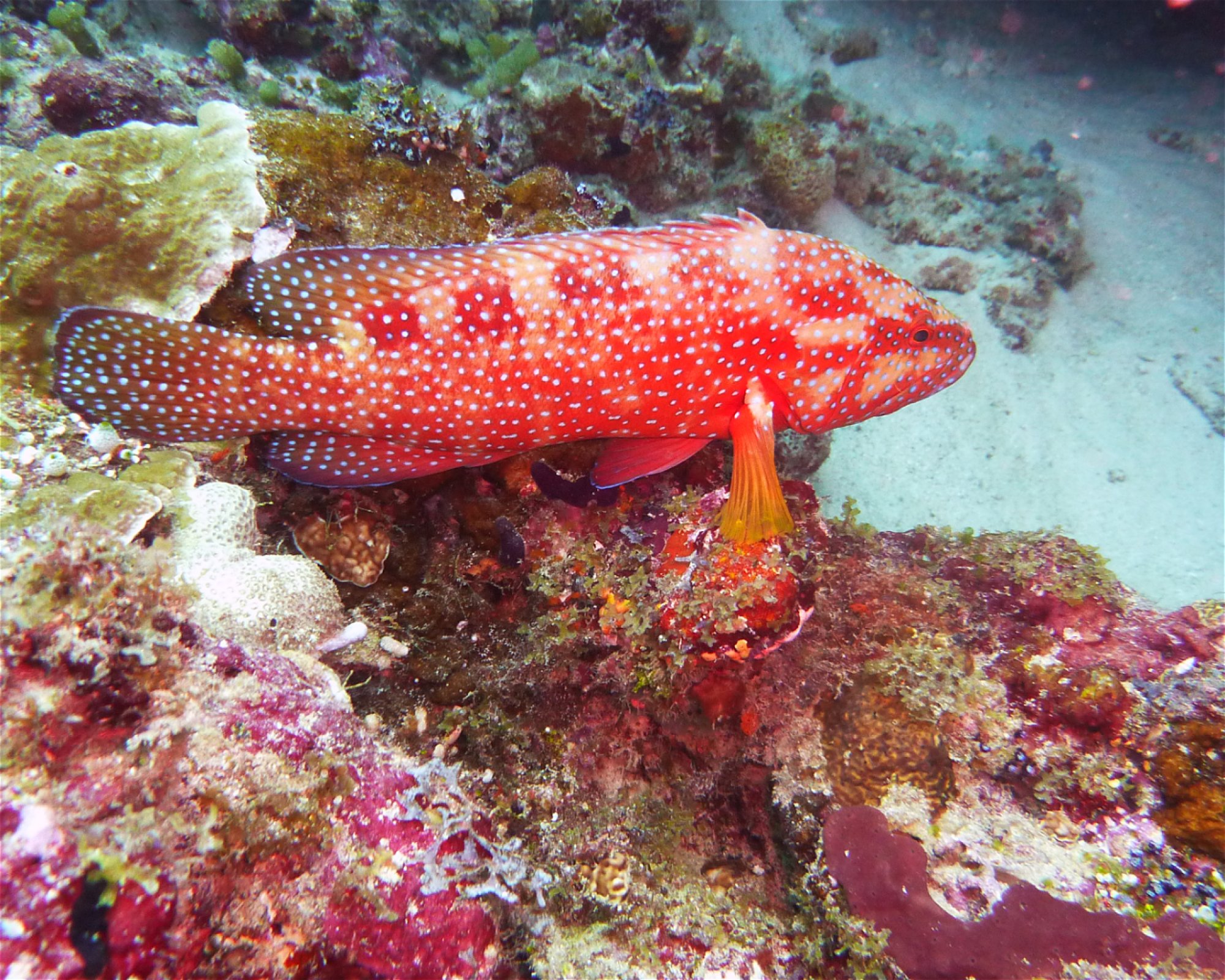DivePoint Hudhuran Fushi, 20193 Male