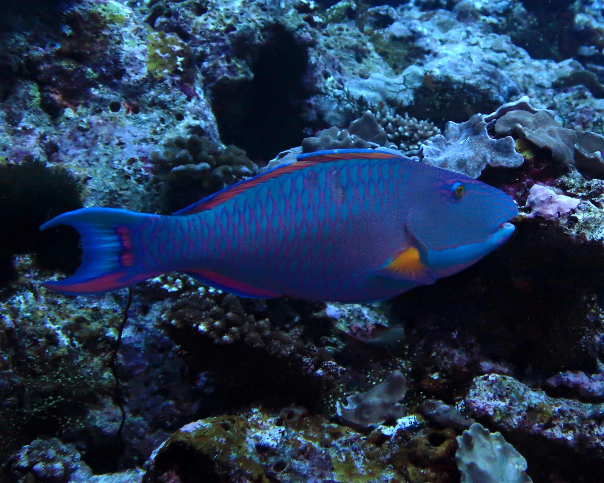 DivePoint Hudhuran Fushi, 20193 Male