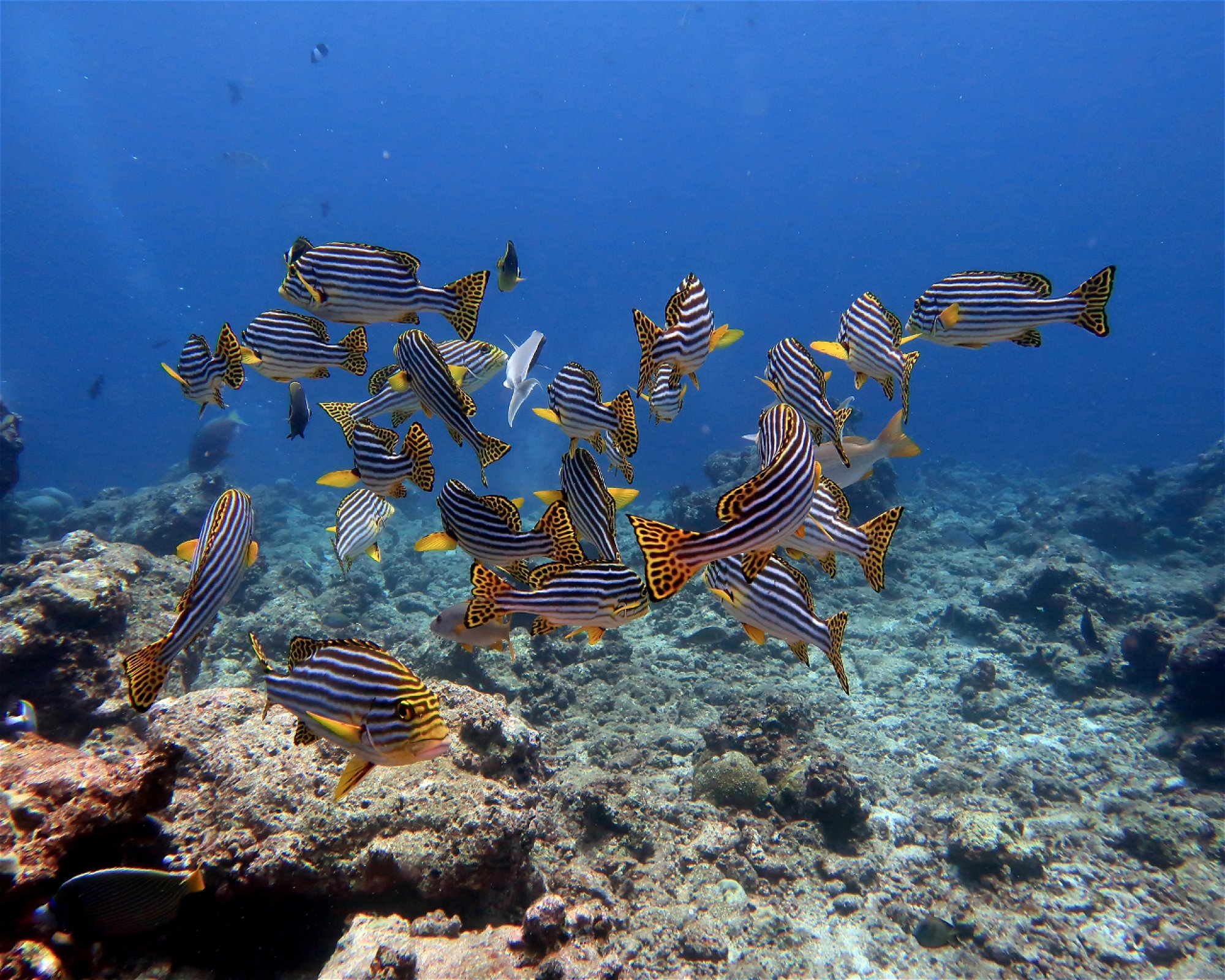 DivePoint Hudhuran Fushi, 20193 Male