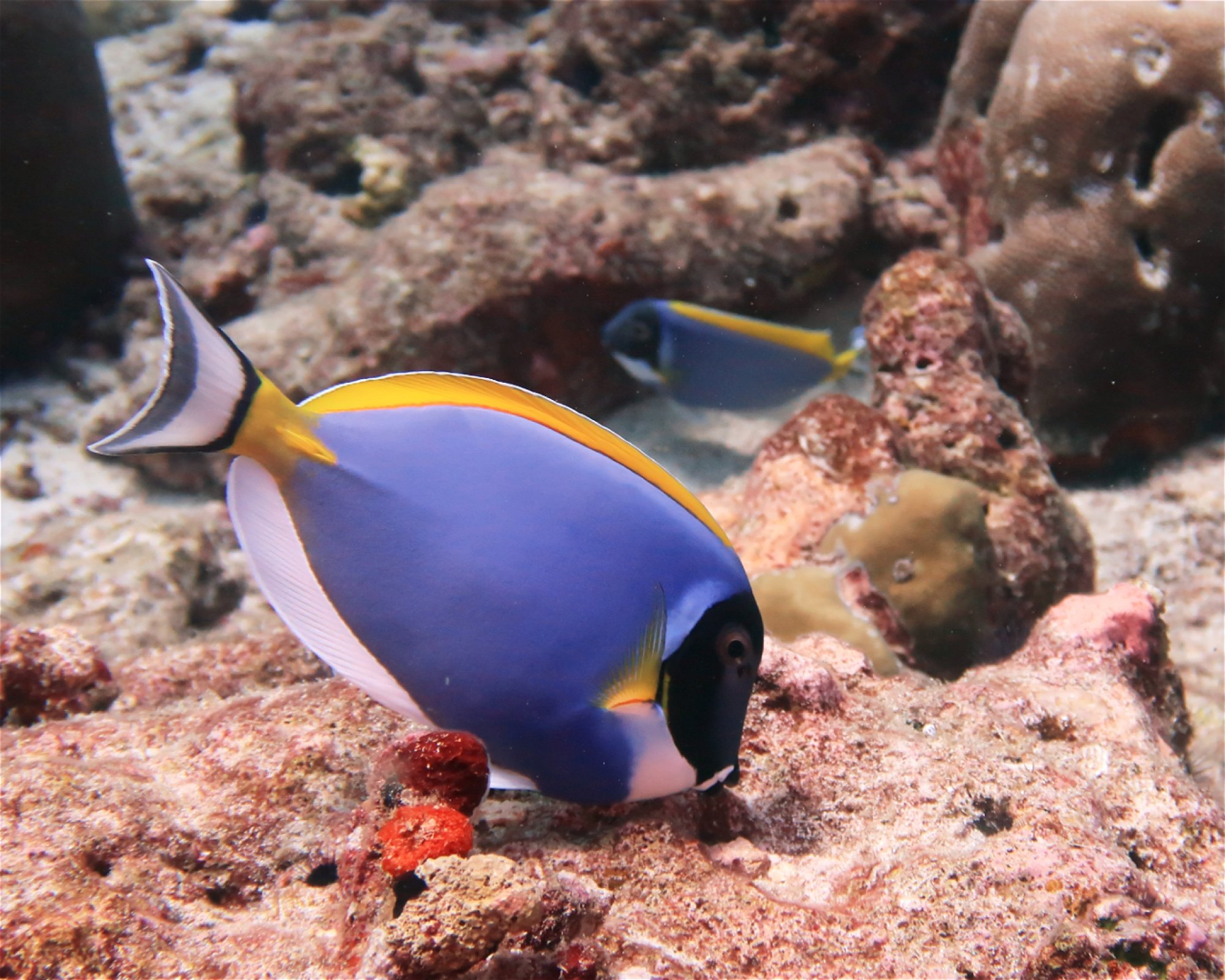 DivePoint Hudhuran Fushi, 20193 Male