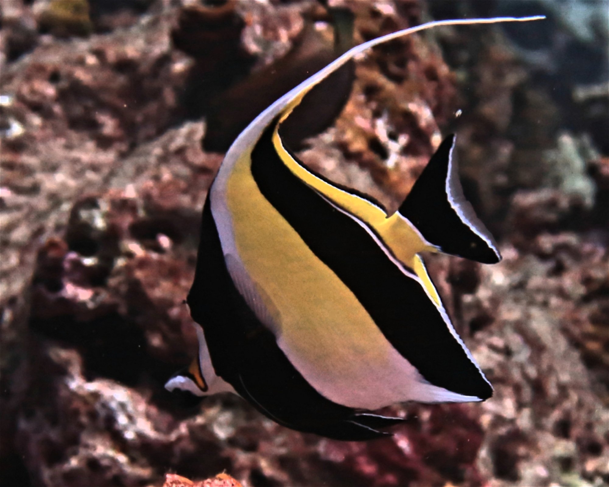 DivePoint Hudhuran Fushi, 20193 Male