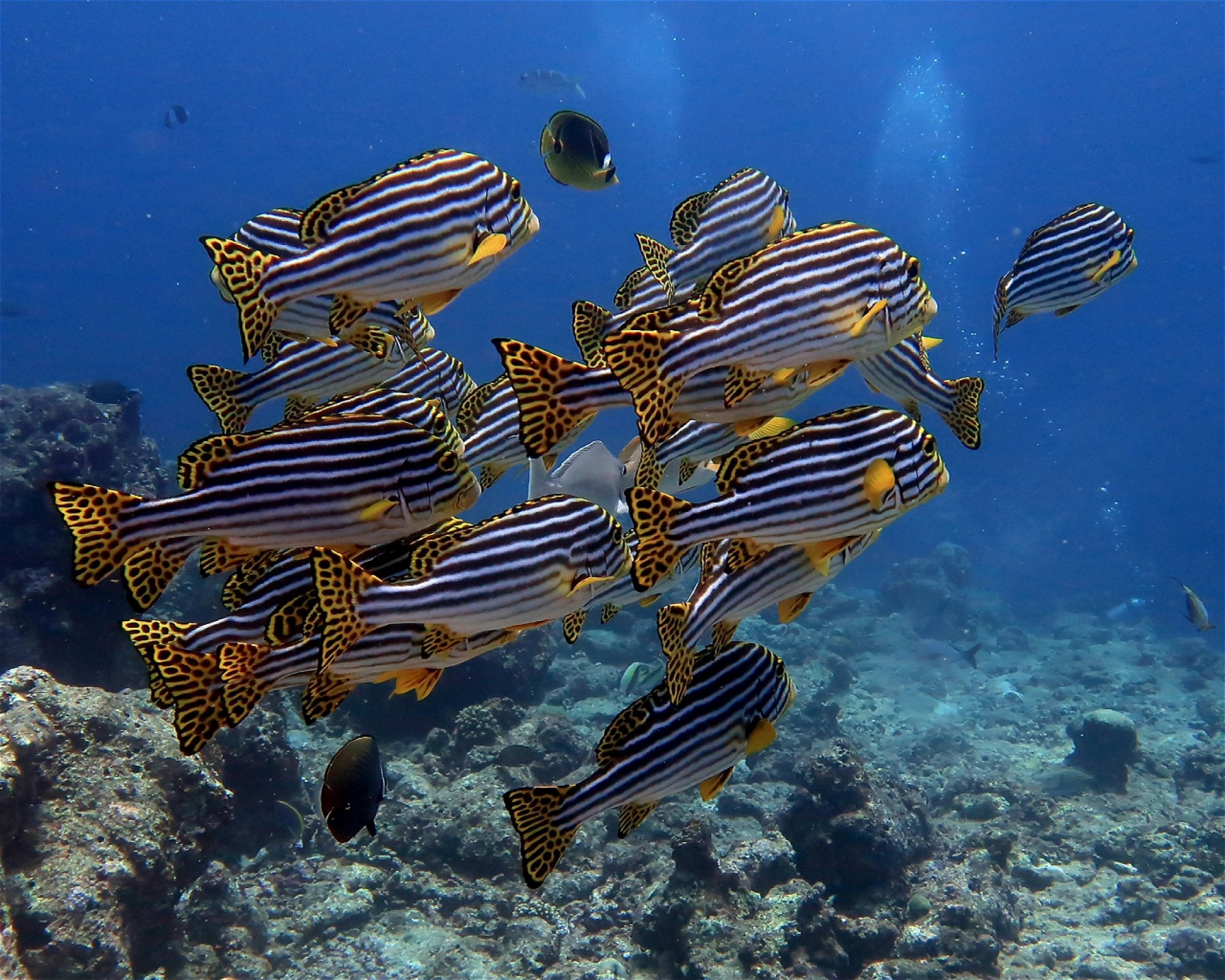 DivePoint Hudhuran Fushi, 20193 Male