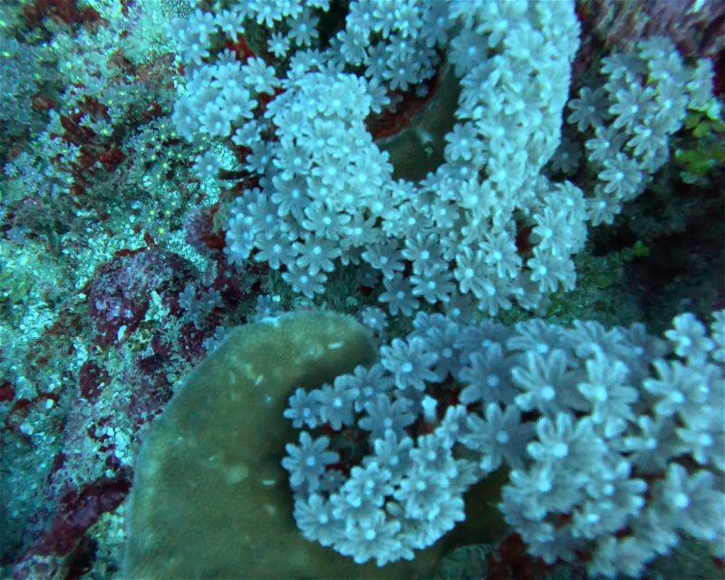 Divesite Image