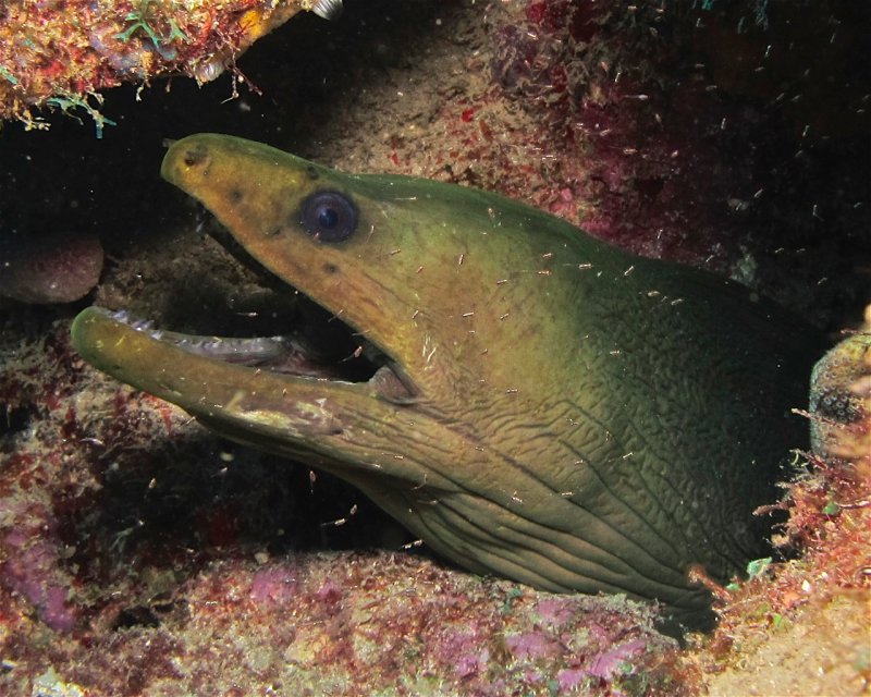 Divesite Image