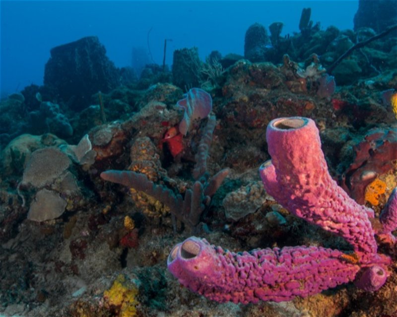 Divesite Image
