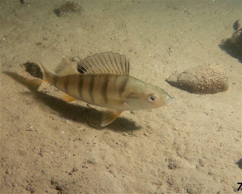 Divesite Image