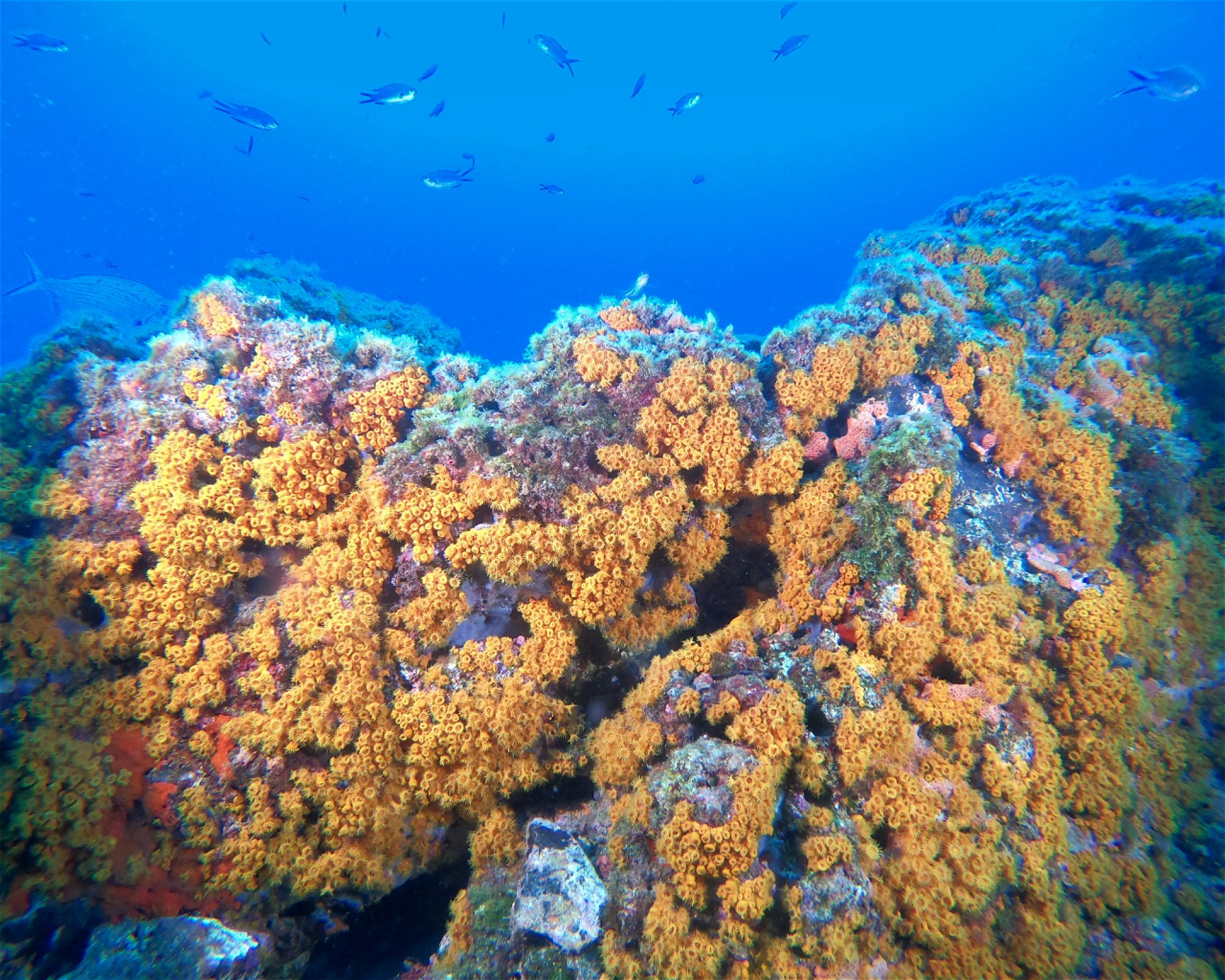 DIVING CENTER SERVICE NEREO SUB, 17028 SPOTORNO