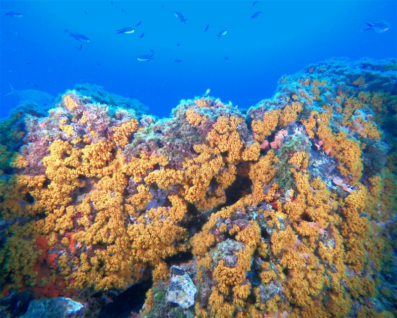 Divesite Image