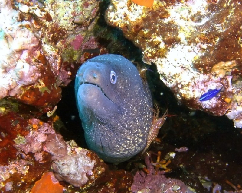Divesite Image