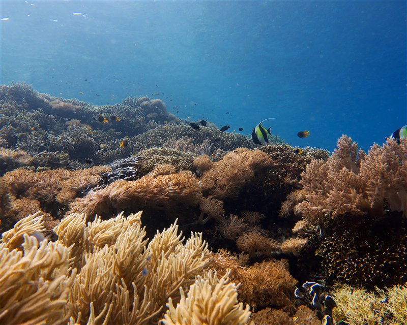 Divesite Image