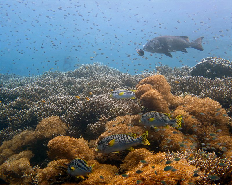 Divesite Image