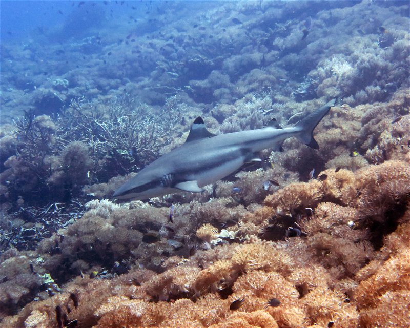 Divesite Image