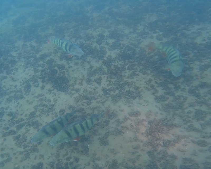 Divesite Image