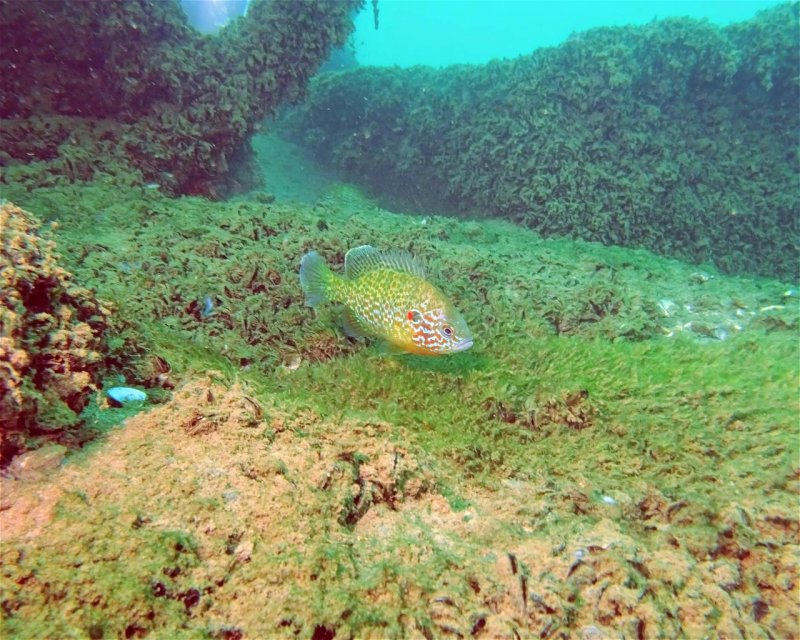 Divesite Image