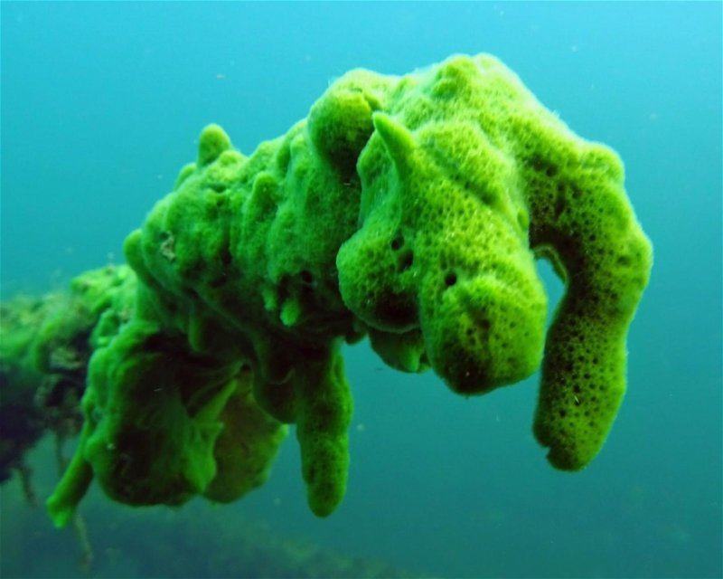 Divesite Image