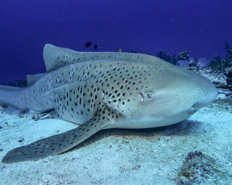 Divesite Image
