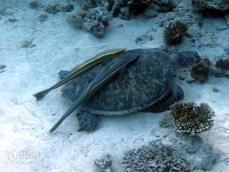 Divesite Image