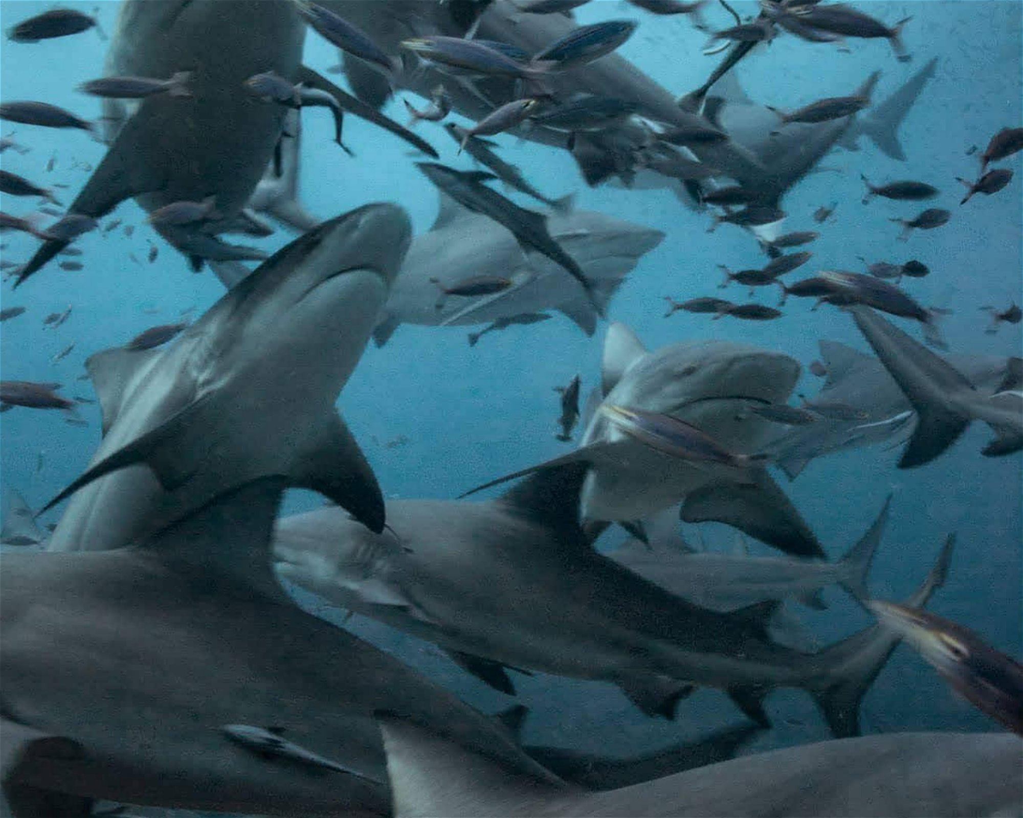 Coral Coast Divers, 00000 Pacific Harbour