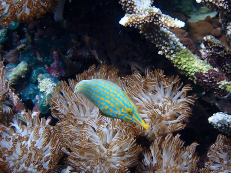 Divesite Image